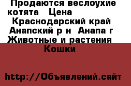 Продаются веслоухие котята › Цена ­ 2000-2500 - Краснодарский край, Анапский р-н, Анапа г. Животные и растения » Кошки   